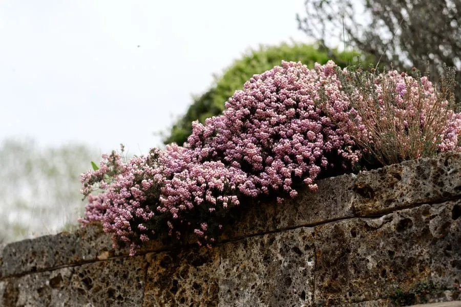 Pink flowers spilling over an old stone wall