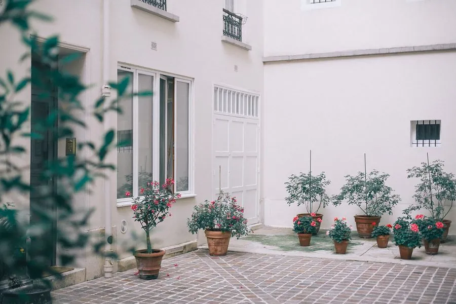 A paved courtyard with potted olive trees against white walls
